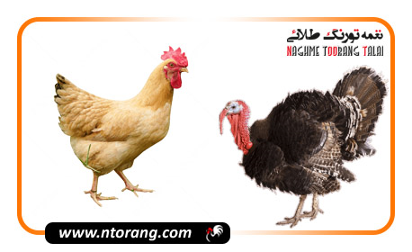 پرورش بوقلمون به صرفه است یا مرغ محلی؟